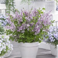 Флауэрфеста Пурпл (Syringa meyeri Flowerfesta purple) 3954
