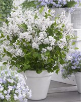 Флауэрфеста Уайт (Syringa meyeri Flowerfesta white) 3955