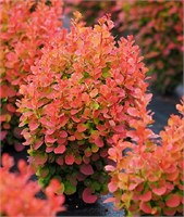 Флоренс (Berberis thunbergii Florence) 3960