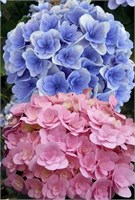 Флорентина (Hydrangea macrophylla Florentina) 3961