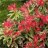 Флэминг Сильвер (Pieris japonica Flaming Silver) 3965