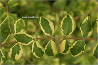 Фолис Вариегатис (Symphoricarpos orbiculatus Foliis Variegatis ) 3967