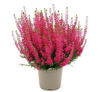 Франка (Calluna vulgaris Franca) 3969