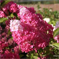 Фрейз Мельба (Hydrangea paniculata Fraise Melba) 3970