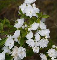 Фрости Морн (Philadelphus Frosty Morn) 3975