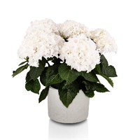 Хай Вейв Уайт (Hydrangea macrophylla Hi Wave White) 3979