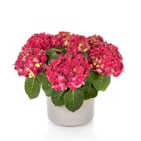 Хай Вулкано (Hydrangea macrophylla Hi Vulcano) 3981