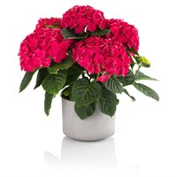 Хай Марс (Hydrangea macrophylla Hi Mars) 3984