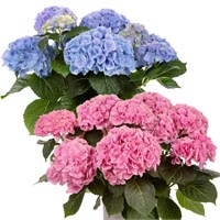 Хай Ривер (Hydrangea macrophylla Hi River) 3985