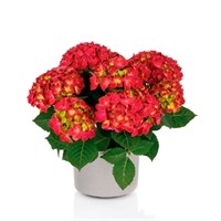 Хай Торнадо (Hydrangea macrophylla Hi Tornado) 3986