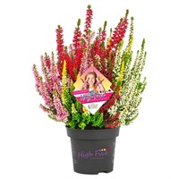 Хай Файв (микс 5 сортов) (Calluna vulgaris High Five) 3988