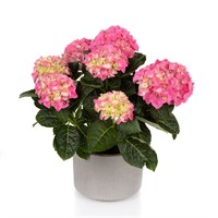 Хай Хало (Hydrangea macrophylla Hi Halo) 3991