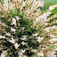 Хакуро Нишики (Salix integra Hakuro-nishiki) 3995
