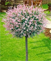 Хакуро Нишики (Salix integra Hakuro-nishiki) 3996