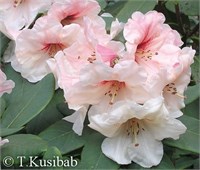 Хания (Rhododendron Hania) 4002