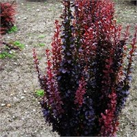 Хелмонд Пиллар (Berberis thunbergii Helmond Pillar) 4006