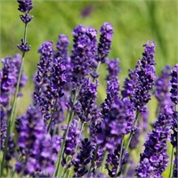 Хидкот (Lavandula angustifolia Hidcote) 4012