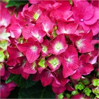 Хот Ред (Hydrangea macrophylla Hot Red) 4031