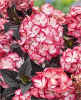 Чоко Блэк Вельвет (Hydrangea serrata Choco Black Velvet) 4045