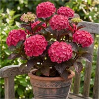 Чоко Строуберри (Hydrangea serrata Choco Strawberry) 4046