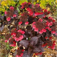 Чоко Черри (Hydrangea serrata Choco Cherry) 4047