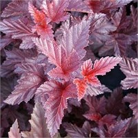 Шух (Physocarpus opulifolius Schuch) 4063
