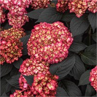 Эклипс First Editions® (Hydrangea macrophylla Eclips First Editions®) 4069