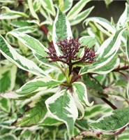 Элегантиссима (Cornus alba Elegantissima) 4073