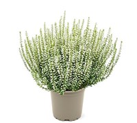 Элиза (Calluna vulgaris Elisa) 4074