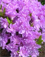 Элси Ли (Azalea japonica Elsie Lee) 4076