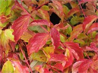 Эннис Винтер Оранж (Cornus sanguinea Anny's Winter Orange) 4080