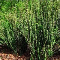 Эректа (Berberis thunbergii Erecta) 4081