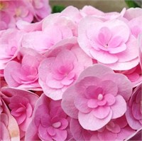 Ю энд Ми Лов (Hydrangea macrophylla You &amp; Me Love) 4090
