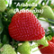 Земляника садовая Arabella 1686