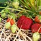 Земляника садовая Selva 1716