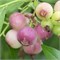 Голубика Pink Blueberry 2077 - фото 5372