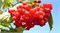 Калина обыкновенная (Viburnum opulus) 2216