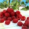 Малина красная "Raspberry Tower" (Hara PBR) 2124