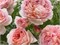Абрахам Дэрби (Abraham Darby) 2217