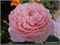 Алнвик The Alnwick Rose 2218