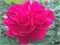 Дарси Бассел Darcey Bussell 2226