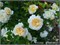Крокус Роуз Crocus Rose 2240