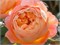 Леди Эмма Гамильтон Lady Emma Hamilton 2243