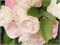 Букет парфе Bouquet Parfait 2283