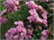 Хевенли Пинк Heavenly Pink 2288