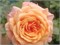 Пич Мелба Peach Melba 2318