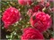 Розариум Ютерсен Rosarium Uetersen 2322