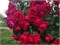 Флорентина Florentina 2334