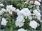 Бланк Мейандекор Blanc Meillandecor 2342