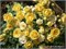 Еллоу Флерет Yellow Fleurette 2345